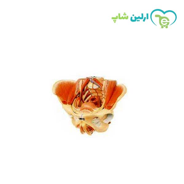 مولاژ لگن با ماهیچه مولاژ لگن با ماهیچه