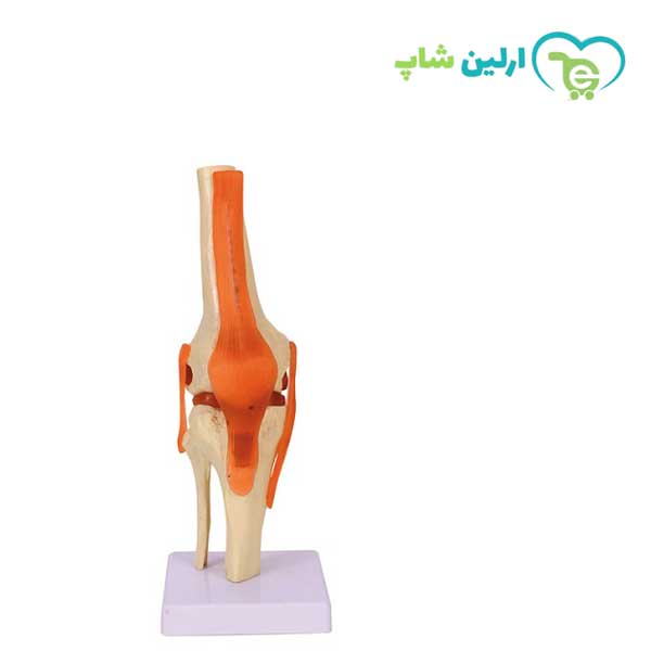 مولاژ زانو مولاژ زانو