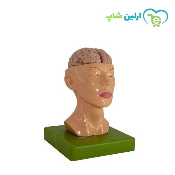 مولاژ سر با نمایش مغز مولاژ سر با نمایش مغز
