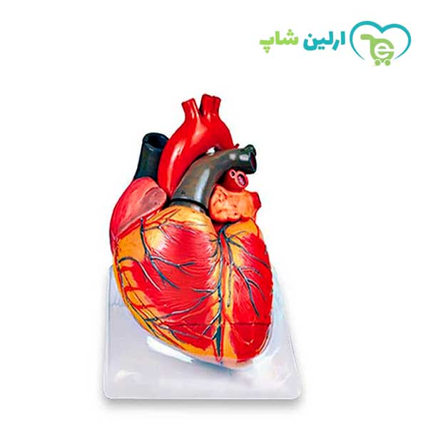 مولاژ قلب 3 برابر مولاژ قلب 3 برابر