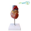مولاژ قلب انسان اندازه طبیعی