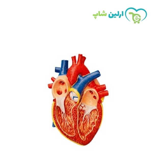مولاژ قلب دیواری مولاژ قلب دیواری