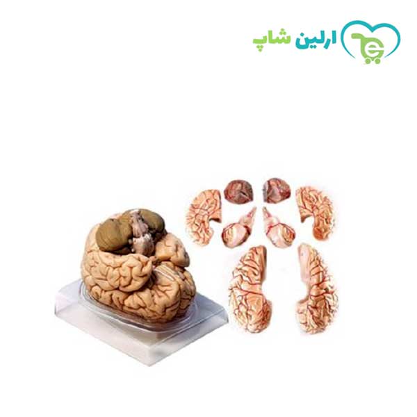 مولاژ مغز 8 قسمتی مولاژ مغز 8 قسمتی