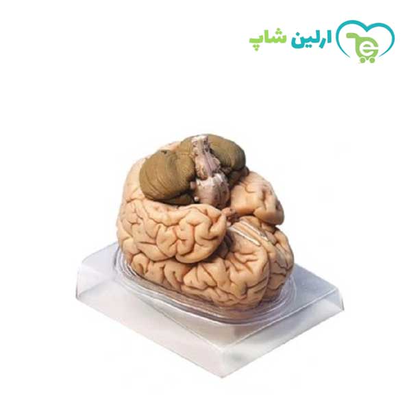 مولاژ مغز دو قسمتی مولاژ مغز دو قسمتی
