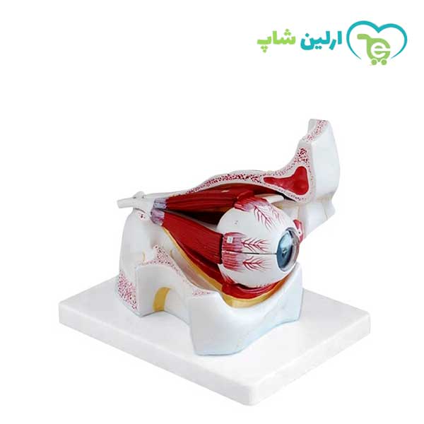 مولاژ چشم با نمایش ماهیچه مولاژ چشم با نمایش ماهیچه