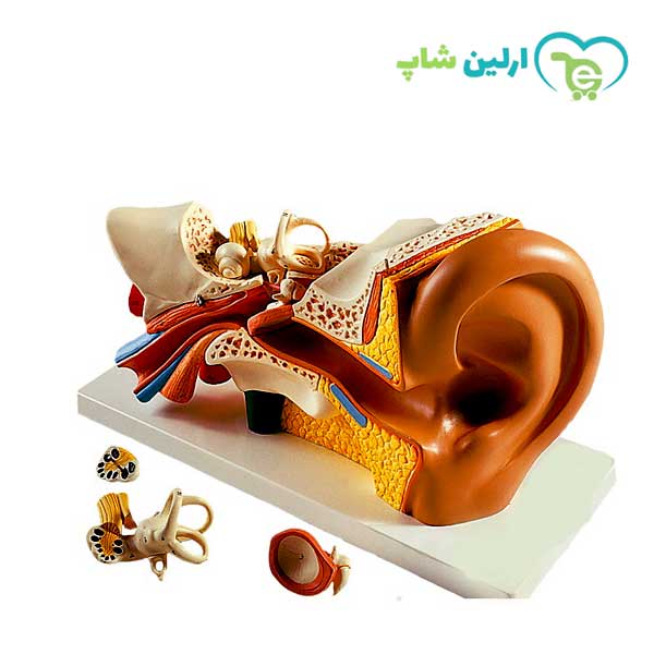 مولاژ گوش انسان مولاژ گوش انسان