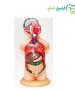مولاژ نیم تنه انسان 10 قسمتی