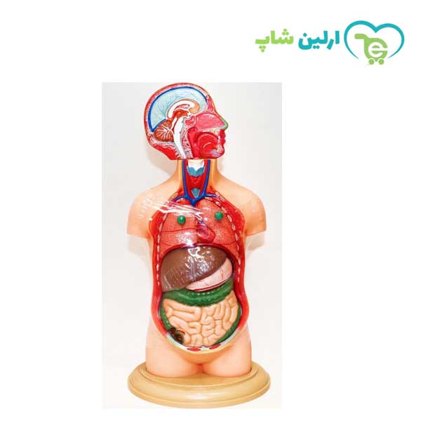 مولاژ نیم تنه انسان 10 قسمتی مولاژ نیم تنه انسان 10 قسمتی