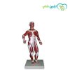 مولاژ عضلات 1/3 ساده