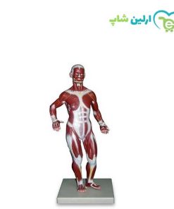 مولاژ عضلات 1/3 ساده