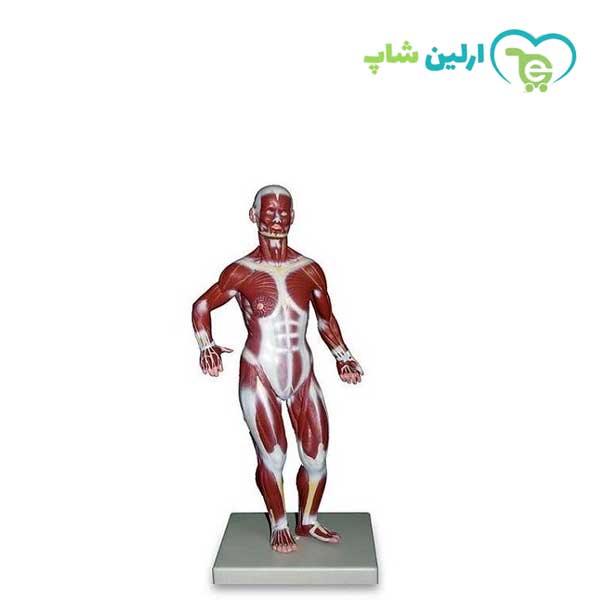 123 مولاژ عضلات 1/3 ساده