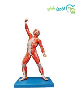 مولاژ عضلات 1/3 فیگور