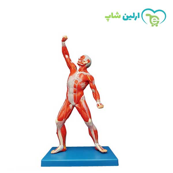 مولاژ عضلات 1/3 فیگور مولاژ عضلات 1/3 فیگور