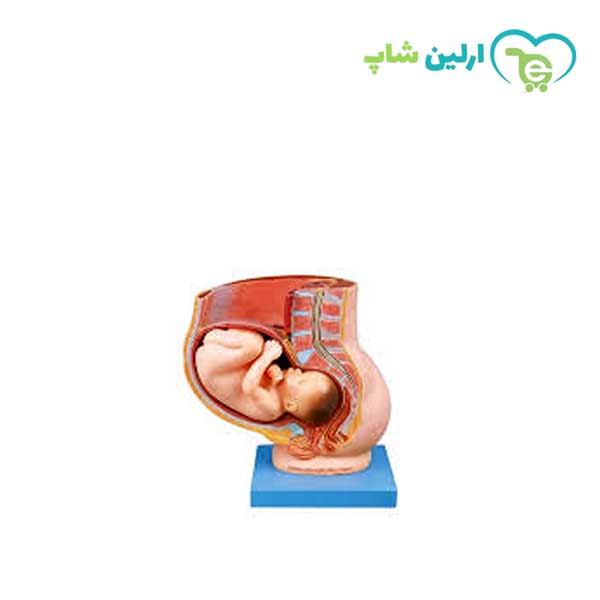 مولاژ مدل حاملگی مولاژ مدل حاملگی
