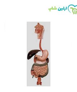مولاژ دستگاه گوارش