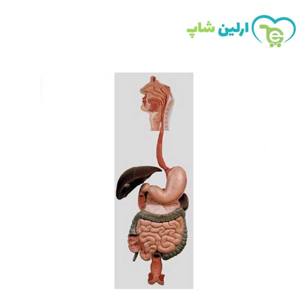 مولاژ دستگاه گوارش مولاژ دستگاه گوارش