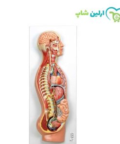 مولاژ دستگاه عصبی