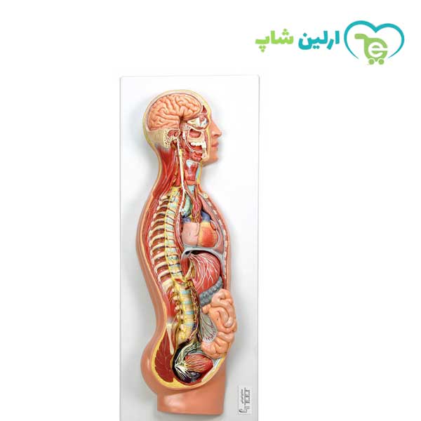 مولاژ دستگاه عصبی مولاژ دستگاه عصبی