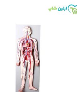 مولاژ دستگاه گردش خون