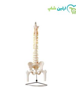 مولاژ ستون فقرات و لگن 1/2