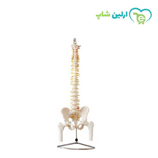 مولاژ ستون فقرات و لگن اندازه طبیعی مولاژ ستون فقرات و لگن اندازه طبیعی