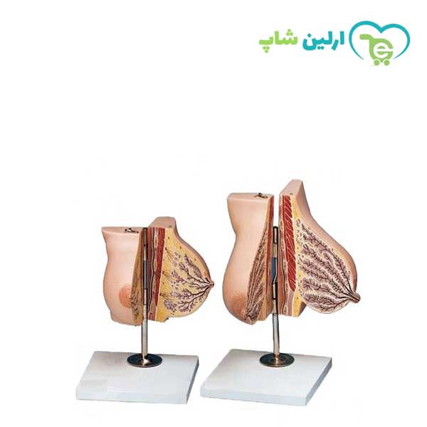 مولاژ سینه قبل و بعد زایمان مولاژ سینه قبل و بعد زایمان