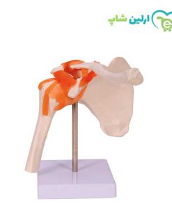 مولاژ شانه