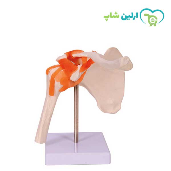 مولاژ شانه مولاژ شانه