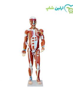 مولاژ عضلات 62 سانتی