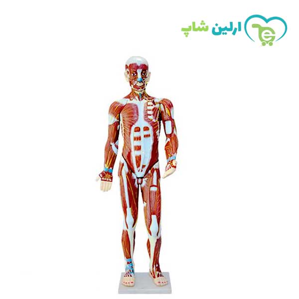 مولاژ عضلات 62 سانتی مولاژ عضلات 62 سانتی