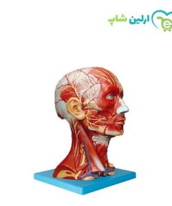مولاژ عضلات سر و گردن
