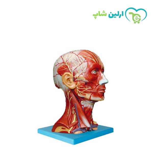 مولاژ عضلات سر و گردن مولاژ عضلات سر و گردن
