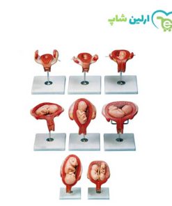 مولاژ مراحل حاملگی 8 قسمتی
