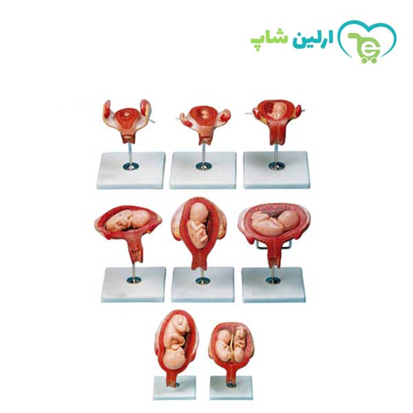 مولاژ مراحل حاملگی 8 قسمتی مولاژ مراحل حاملگی 8 قسمتی
