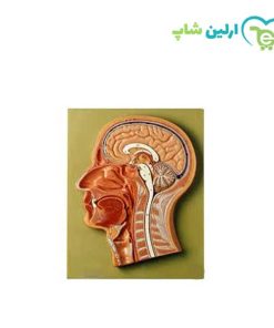 مولاژ مقطع سر و صورت