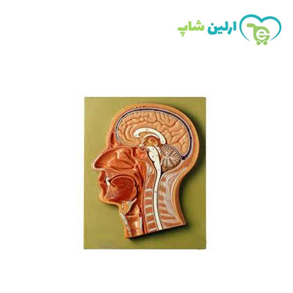 مولاژ مقطع سر و صورت مولاژ مقطع سر و صورت