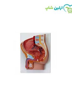 مولاژ مقطع لگن مرد