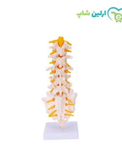 مولاژ مهره های تحتانی بدن انسان