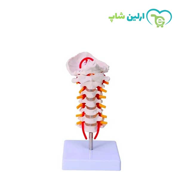 مولاژ مهرههای گردن مولاژ مهرههای گردن