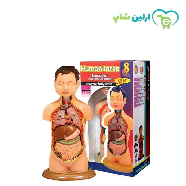 مولاژ نیم تنه عروسکی مولاژ نیم تنه عروسکی